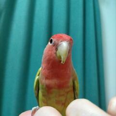 コザクラインコ