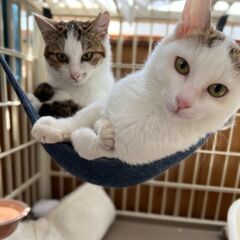 【あにまむ】猫好きわんぱくボーイ - 北九州市