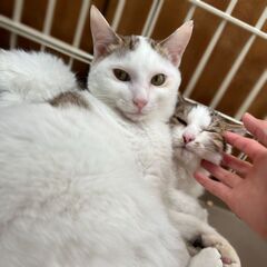 【あにまむ】猫好きわんぱくボーイ - 猫