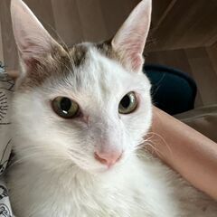 【あにまむ】猫好きわんぱくボーイ − 福岡県