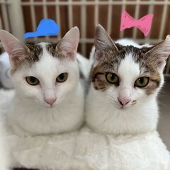 【あにまむ】猫好きわんぱくボーイ - 里親募集