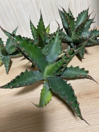 アガベ　ジェントリージョーズ