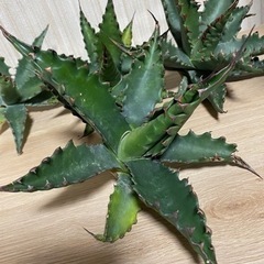 アガベ ジェントリージョーズ