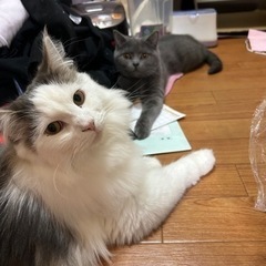 猫とも募集