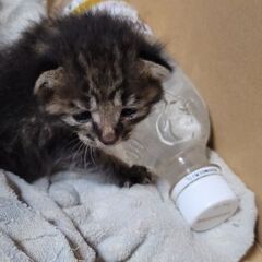 (里親さん決定しました)親猫から置き去りにされた子猫