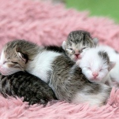 4匹里親決まりました！　〈生まれたての子猫〉里親募集