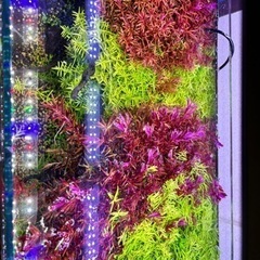 再投稿　ロタラレディッシュ