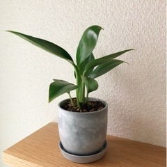 観葉植物　フィロデンドロン・グリーンプリンセス②　17cm　おしゃれな2号の鉢と受け皿付きの画像