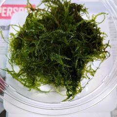 無農薬モス　35グラム程度