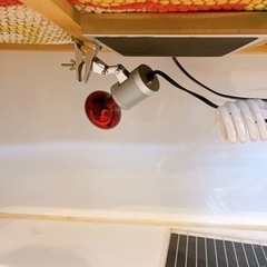 爬虫類用ゲージ  の画像