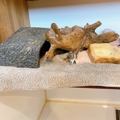 爬虫類用ゲージ  の画像