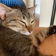 キジ猫きょうだい　子猫