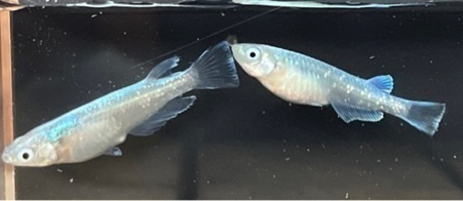 サバの極み②