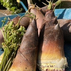 とれたて新鮮　たけのこ5キロ