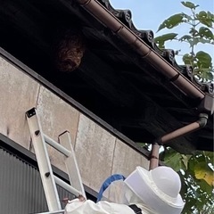 蜂駆除　害虫駆除　ハチ駆除　蜂の巣　スズメバチ - 地元のお店