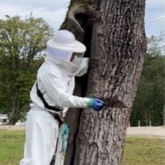 蜂駆除　害虫駆除　ハチ駆除　蜂の巣　スズメバチ - 害虫/害獣駆除