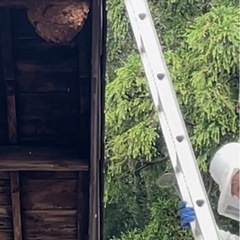 蜂駆除　害虫駆除　ハチ駆除　蜂の巣　スズメバチ - 柏崎市
