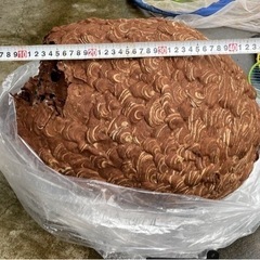 蜂駆除　害虫駆除　ハチ駆除　蜂の巣　スズメバチ − 新潟県