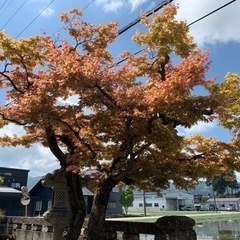 庭木や庭石、石塔をお譲りします。