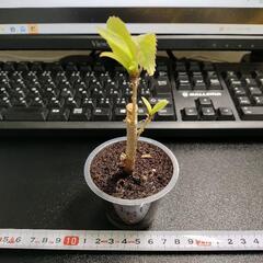 挿し木　桜