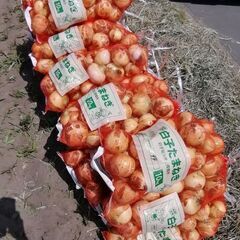 白子玉ねぎの収穫作業　ボランティア − 千葉県
