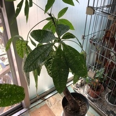 パキラ　斑入り　観葉植物