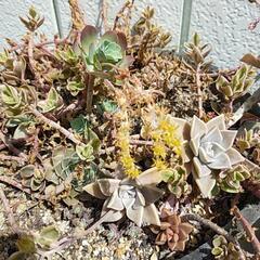 全く手入れしてないけどめちゃくちゃ元気な多肉植物達