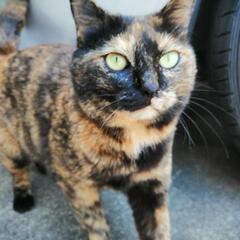 サビ猫ちゃんの里親さんを探しています