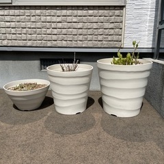 ※取引中※鉢植え　3種セット　アナベル　ロシアンセージ　セラスチューム