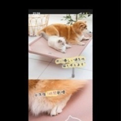 ペットベッド　中型犬　大型犬　キャンプベッド　犬の画像