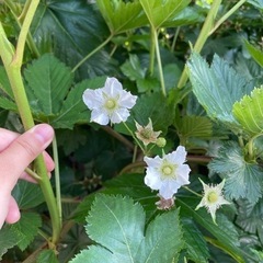 とっても甘い　酸味無し　トゲなし　カジイチゴ　木苺　苗　苗木　の画像