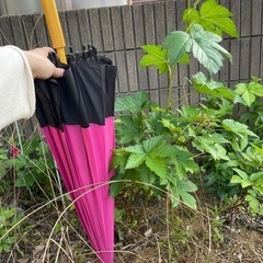 とっても甘い　酸味無し　トゲなし　カジイチゴ　木苺　苗　苗木　の画像