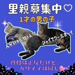 1歳位　シャイボーイ&人大好きキジトラ兄弟【9月24日(日曜日)...