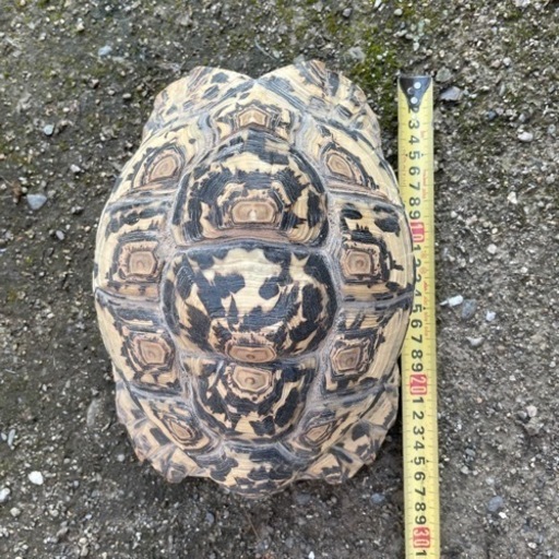 ヒョウモン陸亀