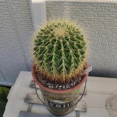 （受渡者決定）金鯱　キンシャチ　サボテン