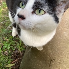 2歳ぐらいの白黒の男の子