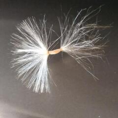 アデニウム オベスム 白花 種の画像