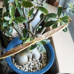 アデニウム オベスム 白花 種の画像