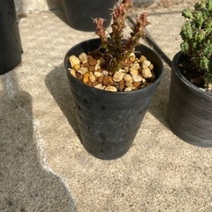 ユーフォルビア　レネウトニー　多肉植物　塊根植物