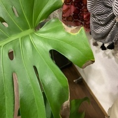 観葉植物　モンステラの鉢植えの画像