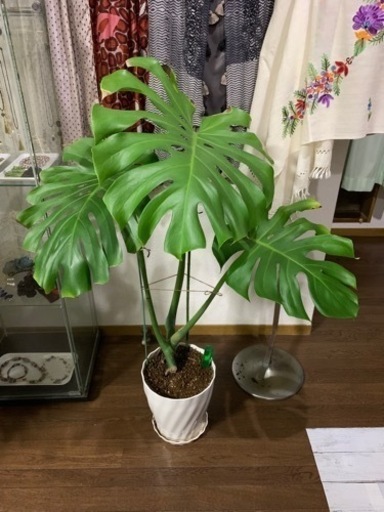 観葉植物　モンステラの鉢植え