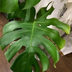 観葉植物　モンステラの鉢植えの画像