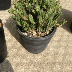 ユーフォルビア　姫キリン　多肉植物　塊根植物