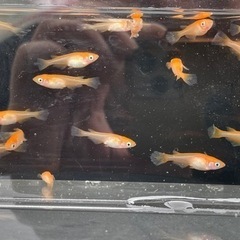 改良めだかミックス 20匹 800円の画像