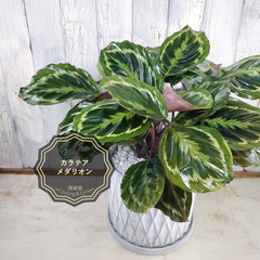 カラテア メダリオン　観葉植物