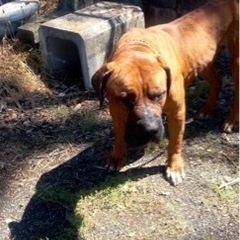 おとっり大人しい土佐犬の男の子、古河太郎くん。幸せな暮らしを望んでいます。 - 古河市