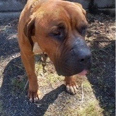 おとっり大人しい土佐犬の男の子、古河太郎くん。幸せな暮らしを望んでいます。 − 茨城県