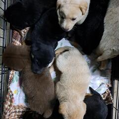 保護犬猫の譲渡会　開催
