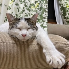 急募 母猫＋子猫
