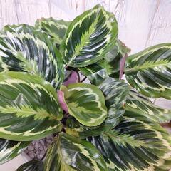 カラテア メダリオン　観葉植物の画像